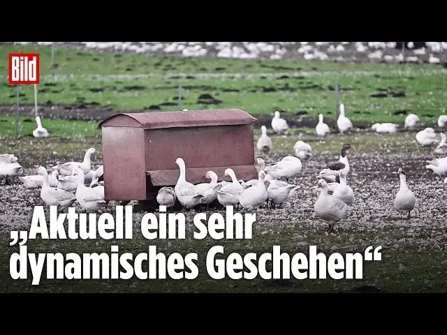 Vogelgrippe: Friedrich-Löffler-Institut schlägt Alarm! 4
