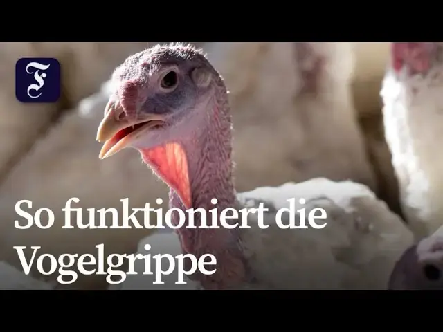 Gefahr durch Vogelgrippe: Was Sie wissen müssen 3
