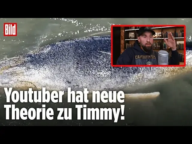Zweimal gefangen? Das Rätsel um Buckelwal Timmy 3