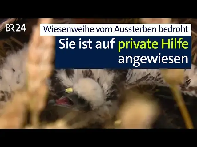 Rettung der Wiesenweihe: Kampf gegen das Aussterben 8